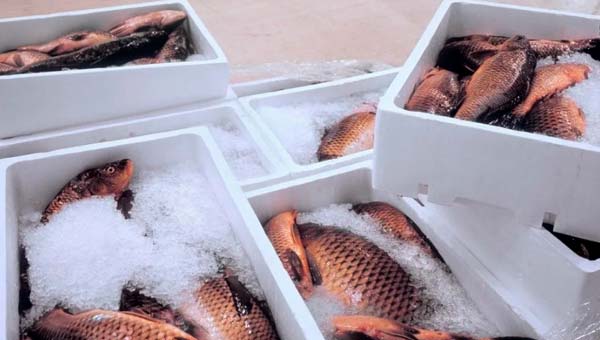 Как правильно хранить свежий улов рыбы