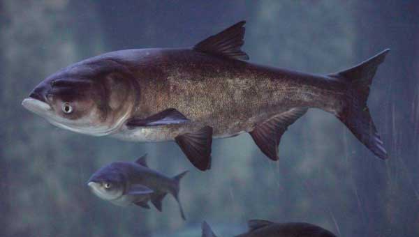 Виды рыб находящиеся под угрозой исчезновения