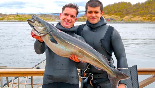 Подводная охота на треску в Норвегии