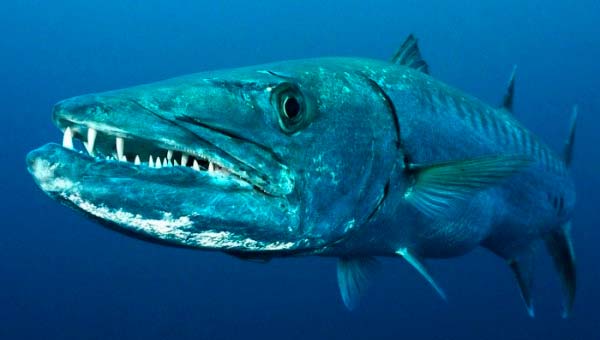 интересные факты о рыбах