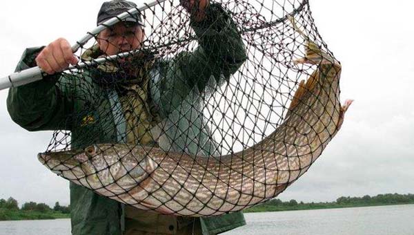 Карповый подсак с мягким покрытием обезопасит рыбу от травм