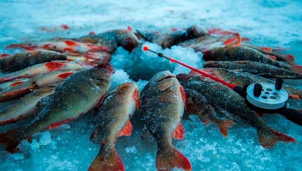 Особливості зимньої риболовлі